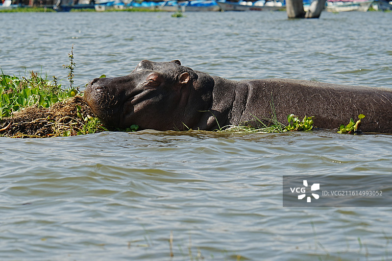 纳库鲁街景图片素材