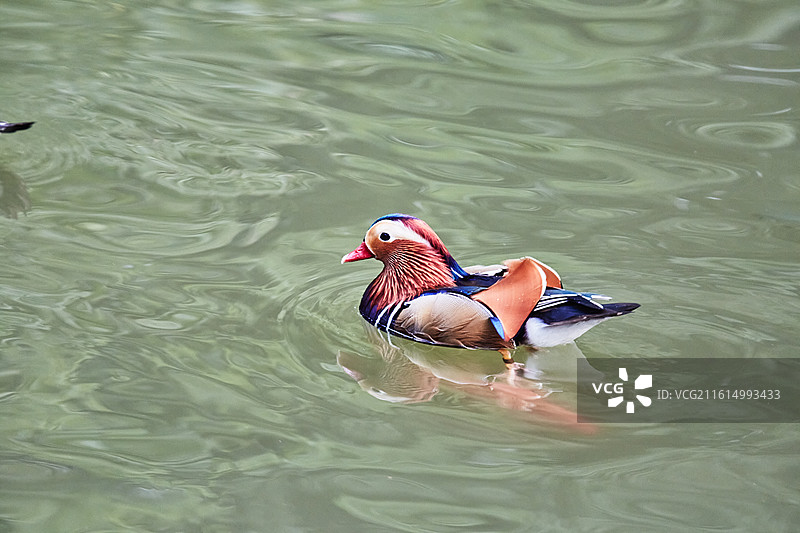 北京动物园水禽湖鸳鸯图片素材