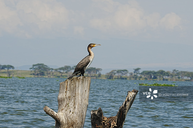 纳库鲁街景图片素材