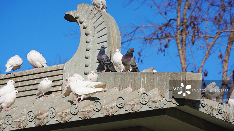 大兴善寺鸽子图片素材