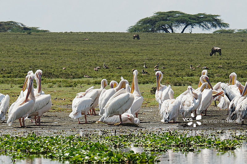纳库鲁街景图片素材