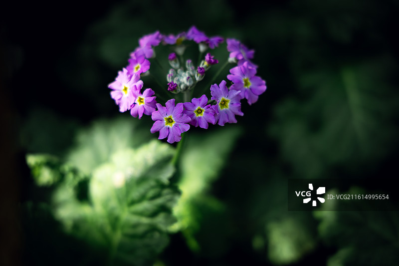 报春花图片素材