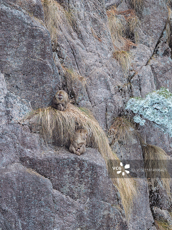 黄山雪后悬崖上的猕猴图片素材