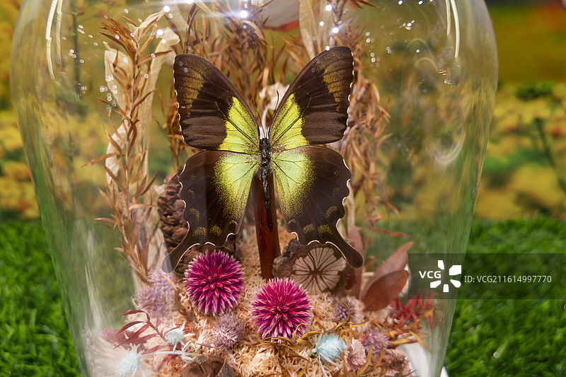 蝴蝶标本图片素材
