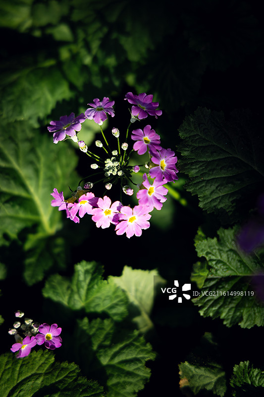报春花图片素材