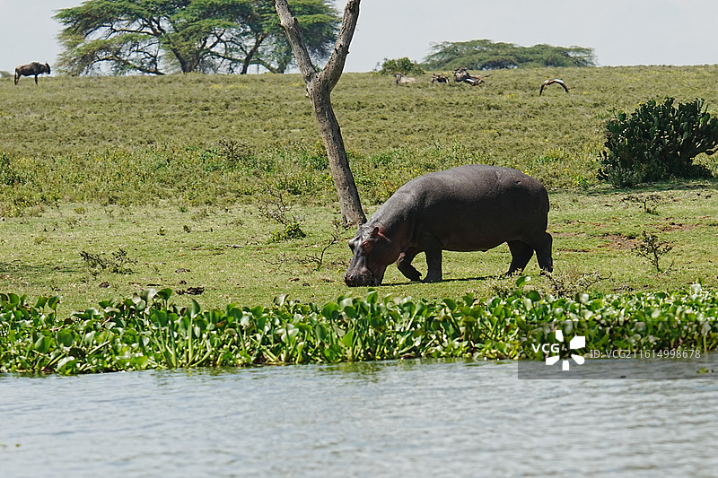 纳库鲁街景图片素材
