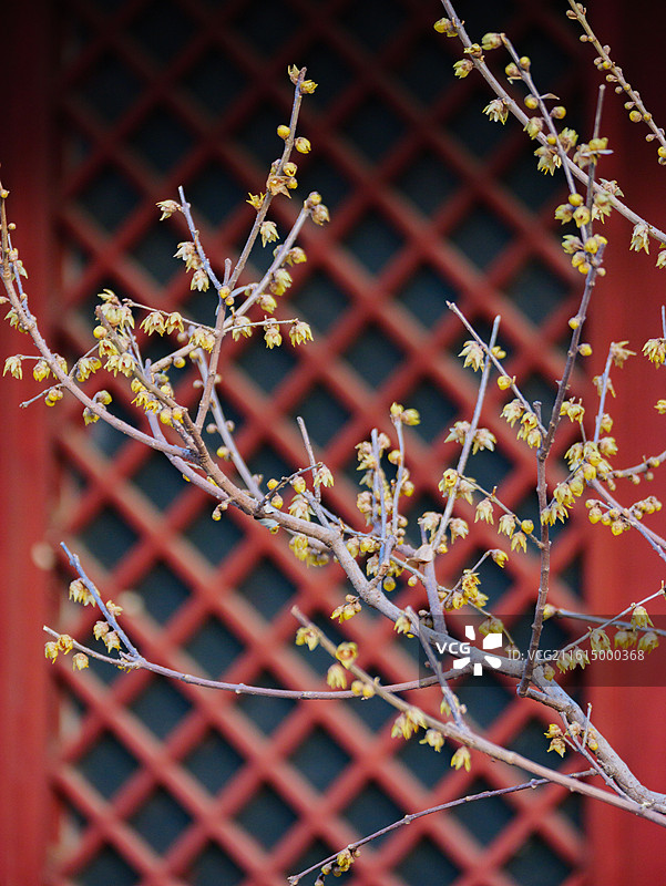 卧佛寺蜡梅图片素材
