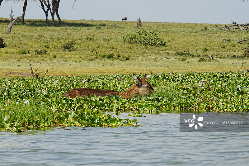纳库鲁街景图片素材
