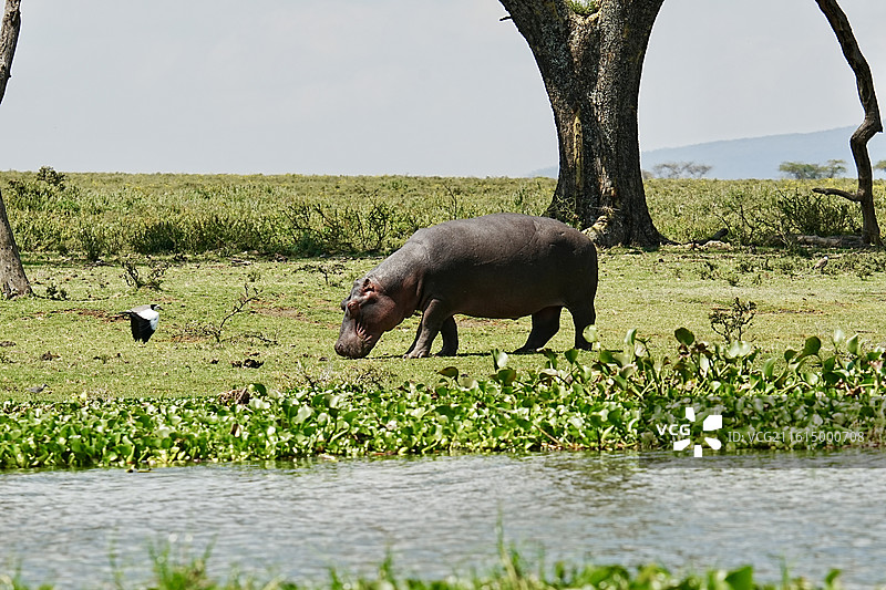 纳库鲁街景图片素材