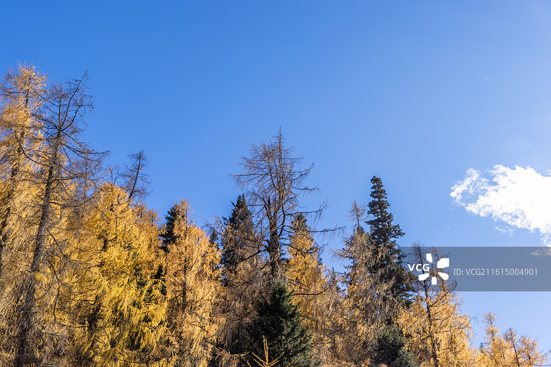 四川阿坝理小路大二普营地的树木树林与蓝天白云图片素材
