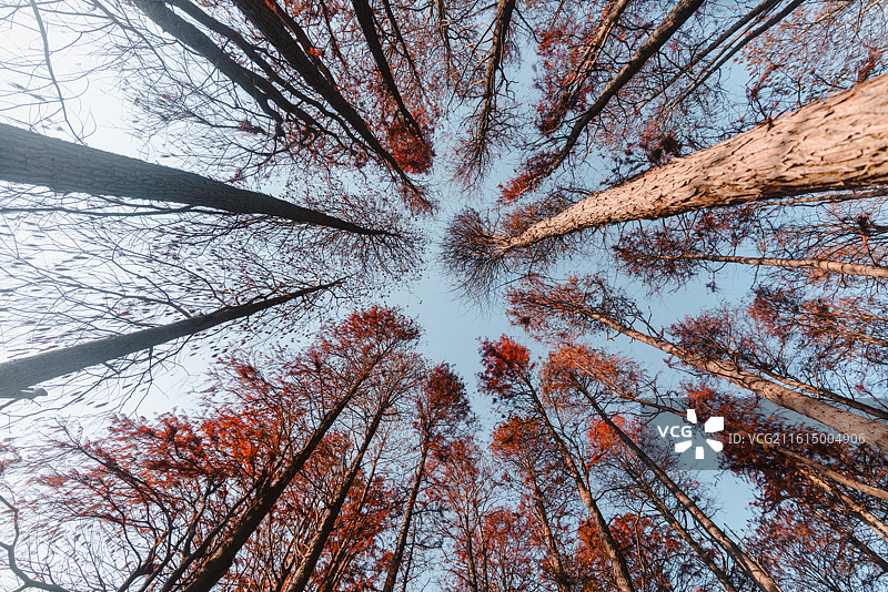 无锡鼋头渚风景区水景苑红杉林景观图片素材
