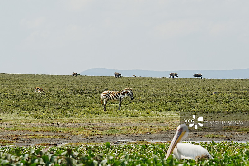 纳库鲁街景图片素材