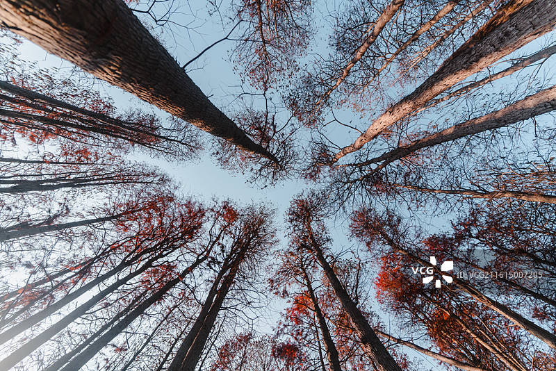 无锡鼋头渚风景区水景苑红杉林景观图片素材