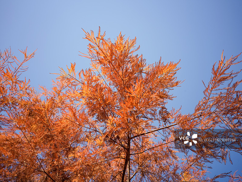 福建省厦门市马銮湾双溪湿地公园树木景观图片素材