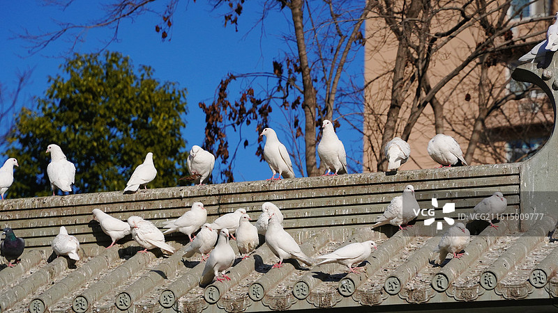 大兴善寺鸽子图片素材