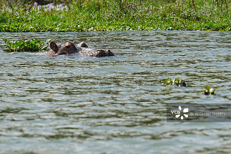 纳库鲁街景图片素材