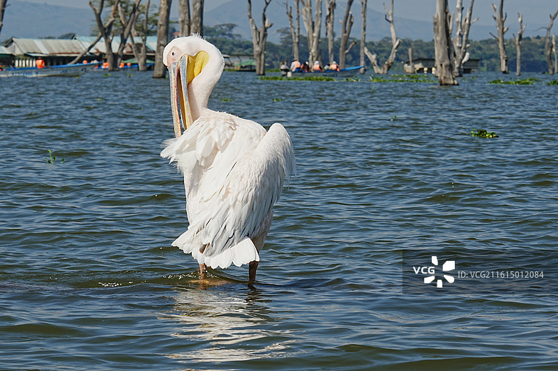 纳库鲁街景图片素材