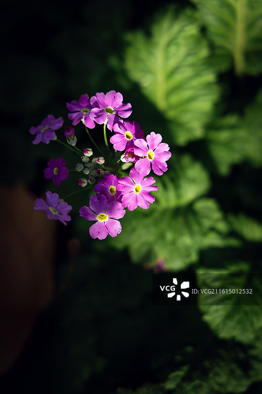 报春花图片素材