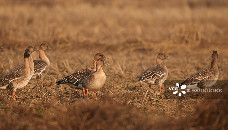 中国鄱阳湖候鸟风景——白鹤小镇稻田里觅食的短嘴豆雁图片素材