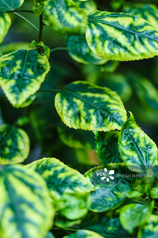 路边朱槿的叶子……图片素材