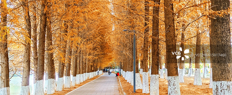 冬季昆明大清河河畔的落羽杉美景图片素材