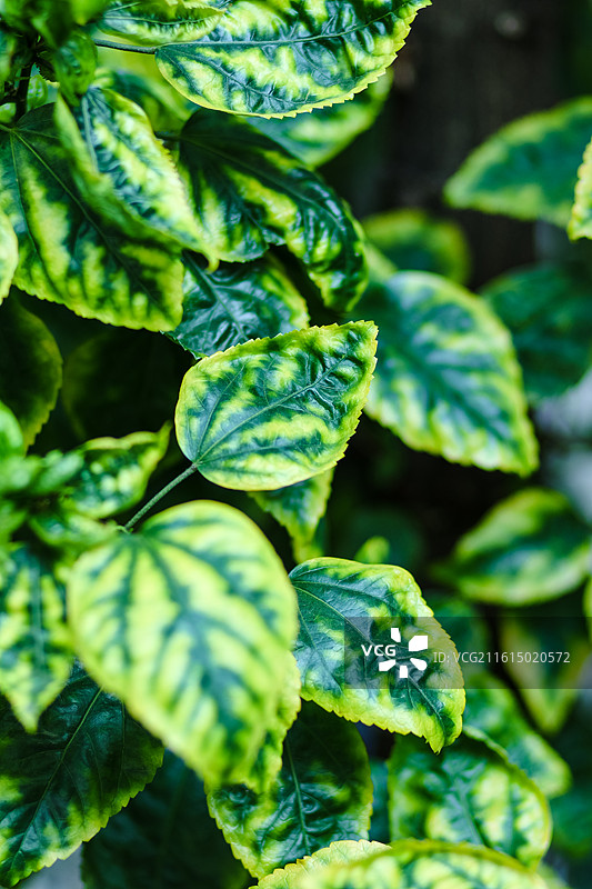 路边朱槿的叶子……图片素材