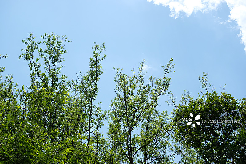 春天蓝天白云绿树高山远山清新风景背景图壁纸图片素材