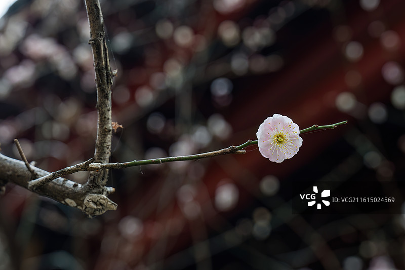 成都青羊宫梅花图片素材
