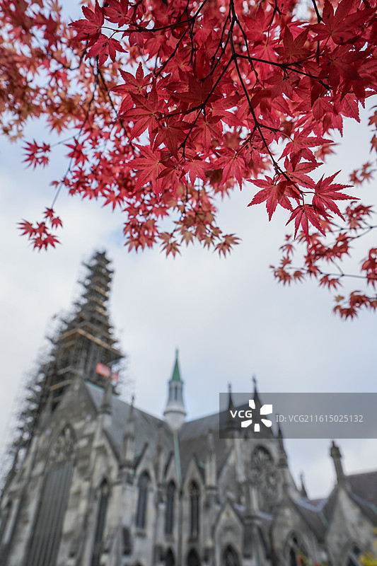 新西兰，红枫叶下的奥塔哥第一教堂，哥特式教堂图片素材