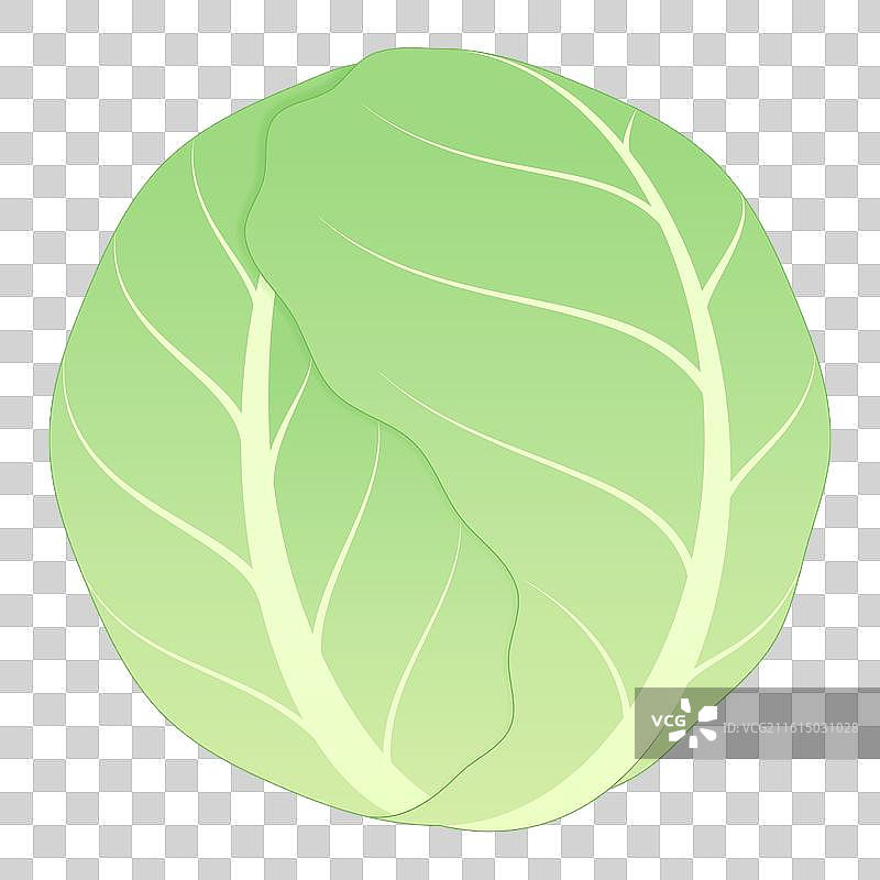 二十四节气大雪蔬菜卷心菜图案矢量插画图片素材