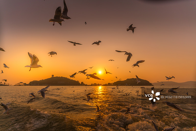 鼋头渚风景区太湖仙岛夕阳西下和红嘴鸥图片素材