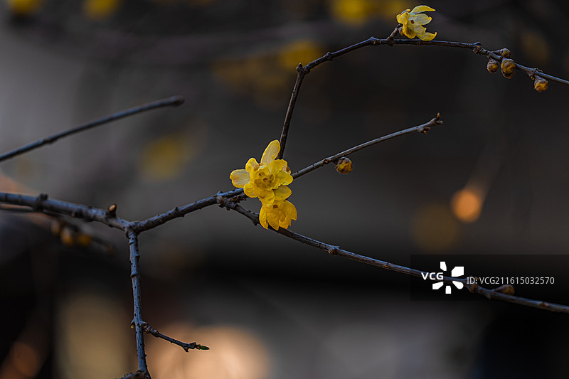 南京瞻园 金陵第一园 冬天 腊梅 江南古典园林 中式美学图片素材