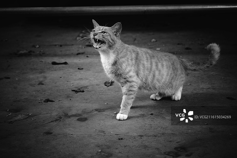 流浪野猫合集组图。白猫橘猫狸花猫黑猫玄猫牛奶猫图片素材