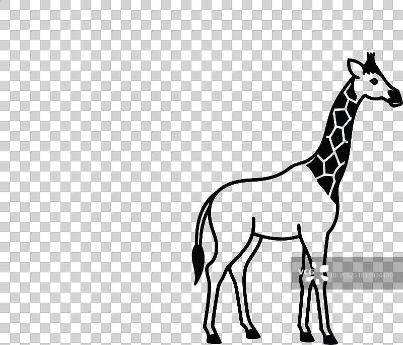 黑色的长颈鹿图片素材