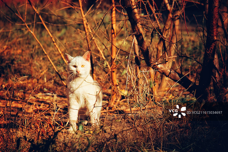 流浪野猫合集组图。白猫橘猫狸花猫黑猫玄猫牛奶猫图片素材