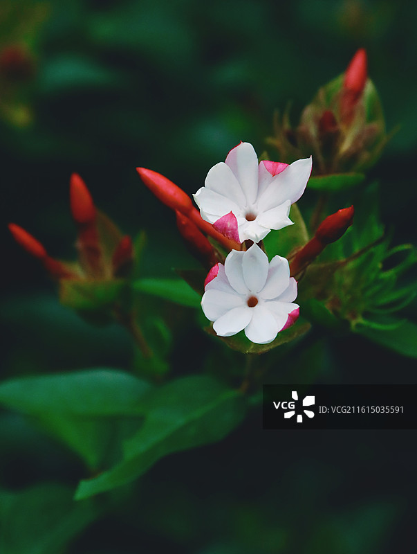 清新唯美治愈小白花图片素材