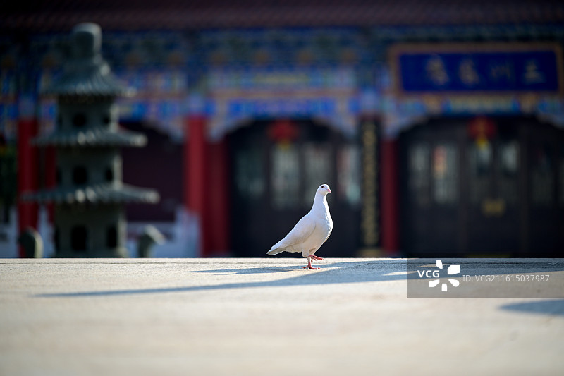 苏州皇罗禅寺的鸽子图片素材