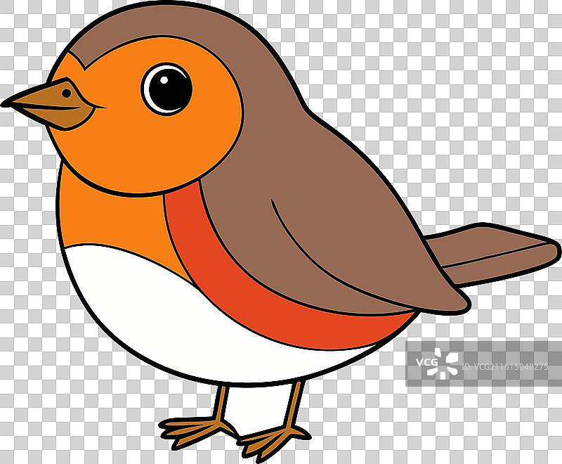 一只可爱的知更鸟在白色背景上图片素材