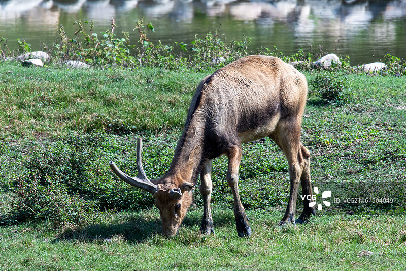 草地上的麋鹿图片素材
