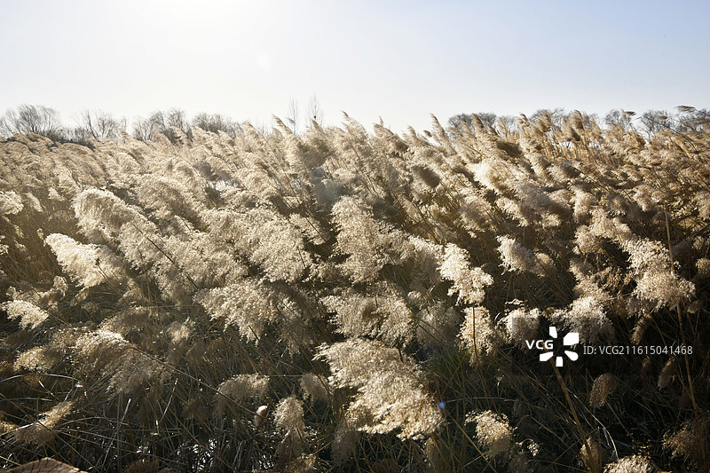 山东淄博高青县天鹅湖湿地公园冬日美景图片素材