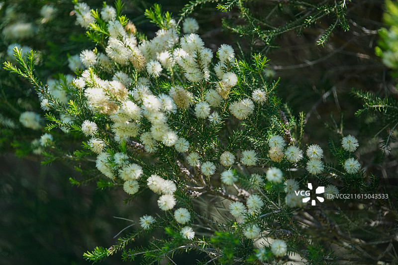互叶白千层图片素材