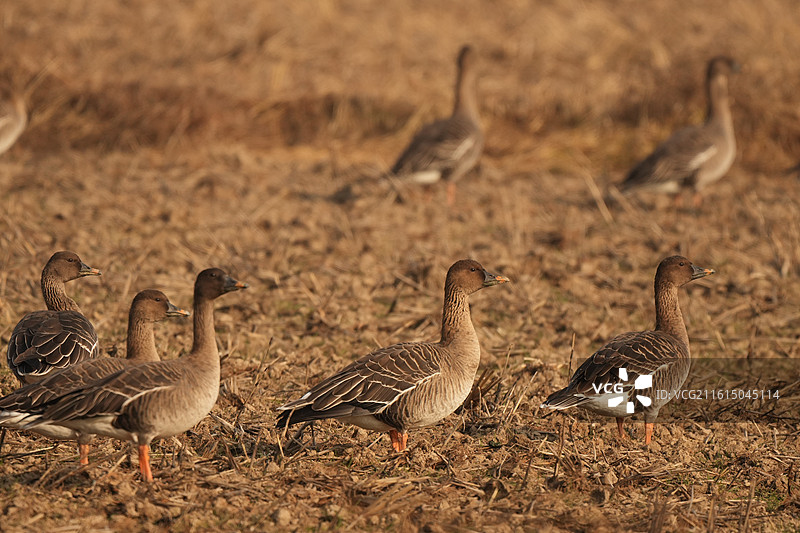 中国鄱阳湖候鸟风景——白鹤小镇稻田里觅食的短嘴豆雁图片素材