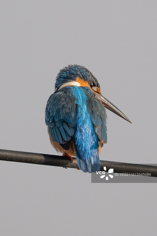 普通翠鸟图片素材