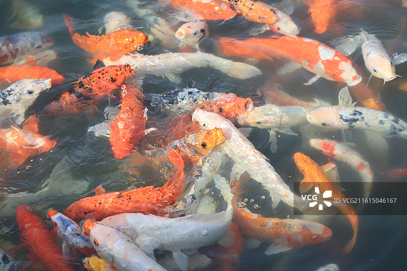池塘中游泳的红白锦鲤鱼群图片素材