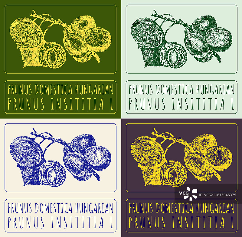 一套匈牙利李子手绘图图片素材