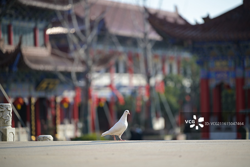 苏州皇罗禅寺的鸽子图片素材