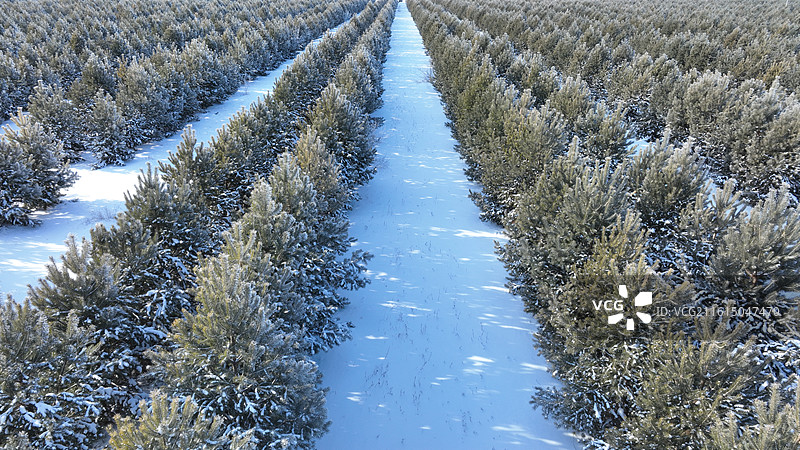 冬季雪原樟子松人工林图片素材