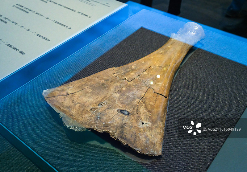 刻辞卜骨 商代 河南安阳小屯西地 中国考古博物馆（中国历史研究院）宅兹中国展厅图片素材