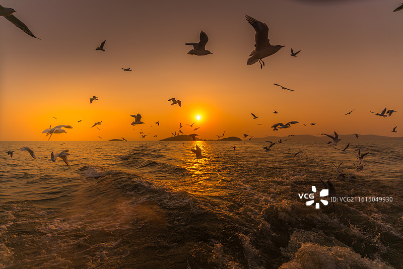 鼋头渚风景区太湖仙岛夕阳西下和红嘴鸥图片素材