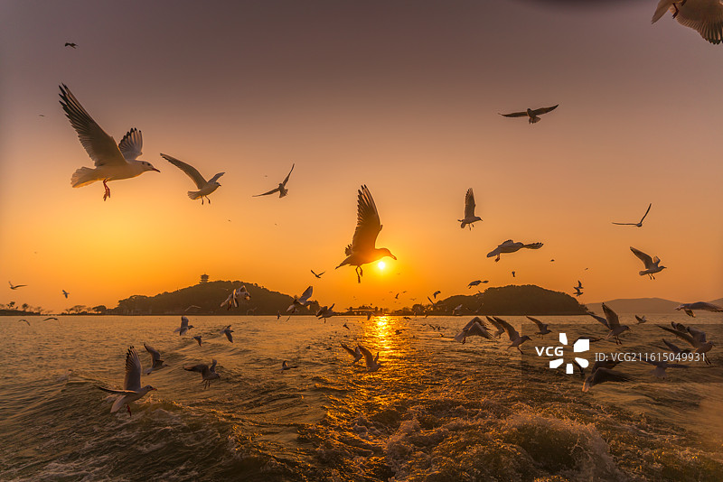 鼋头渚风景区太湖仙岛夕阳西下和红嘴鸥图片素材